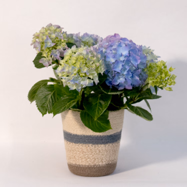 Blaue Hortensie im Korb