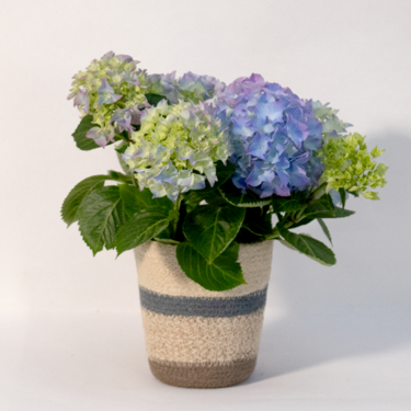 Blue Hydrangea in a Basket