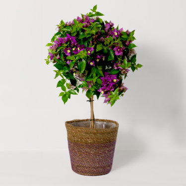 Bougainvillea