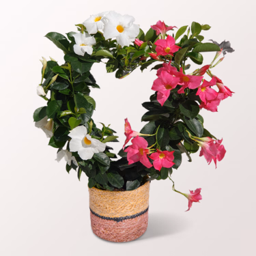 Dipladenia in Herzform