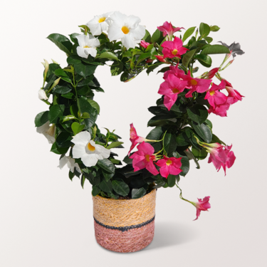Dipladenia in Herzform