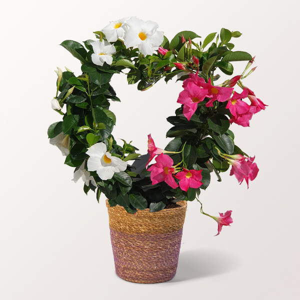 Dipladenia in Heart Shape