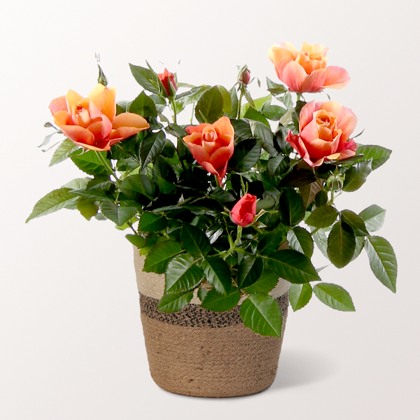 Orange Rose im Korb