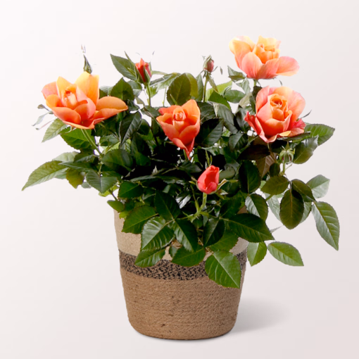 Orange Rose im Korb