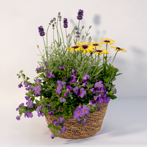 Blossom Harmony in a Wicker Basket