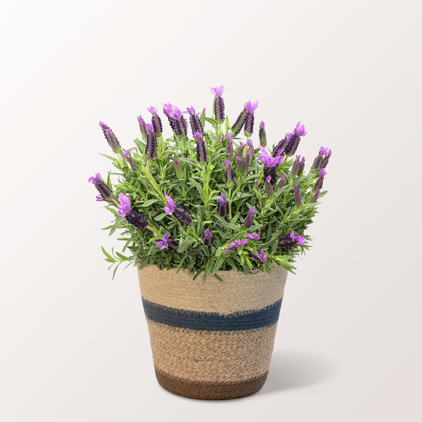 Lavendel im hübschen Korb