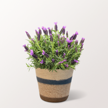 Lavendel im hübschen Korb