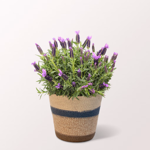Lavendel im hübschen Korb