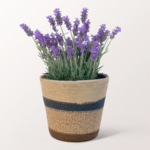 Lavender in a Sweet Basket