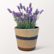 Lavender in a Sweet Basket