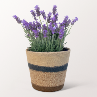 Lavender in a Sweet Basket