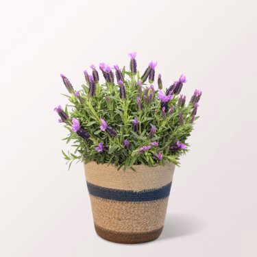Lavender in a Sweet Basket