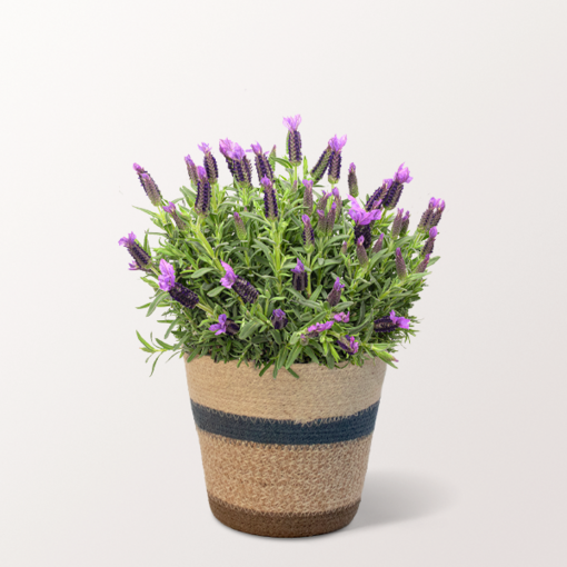 Lavender in a Sweet Basket