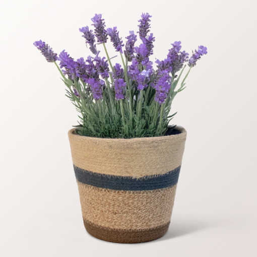 Lavender in a Sweet Basket