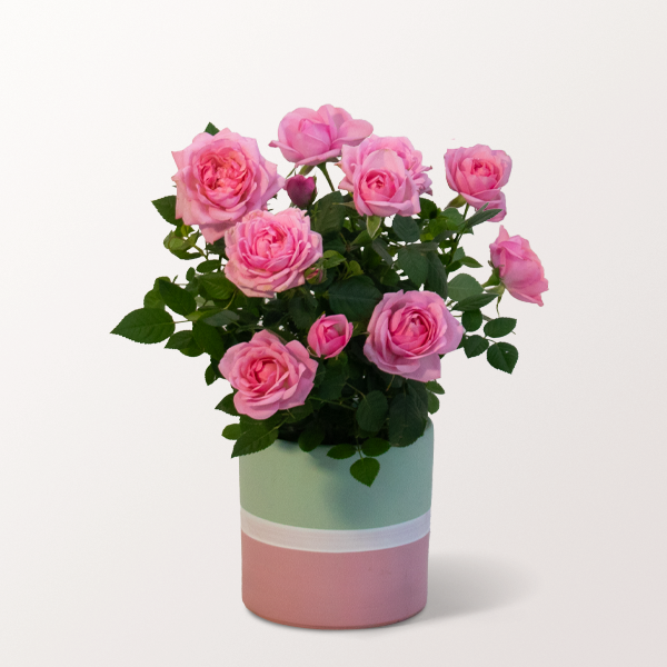 Rosa Rose im modernen Keramiktopf