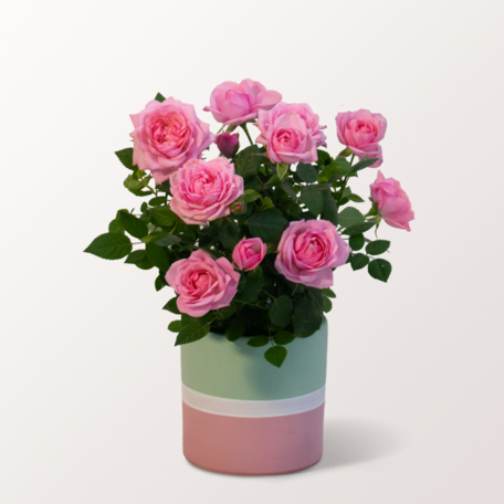 Rosa Rose im modernen Keramiktopf