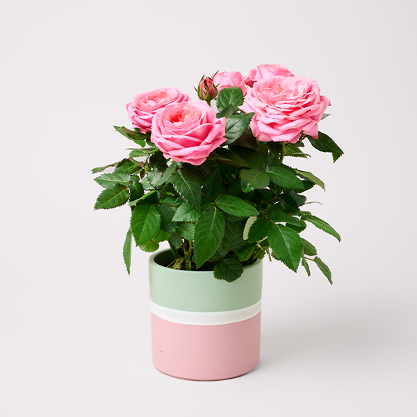 Light Pink Rose in a Modern Ceramic Pot