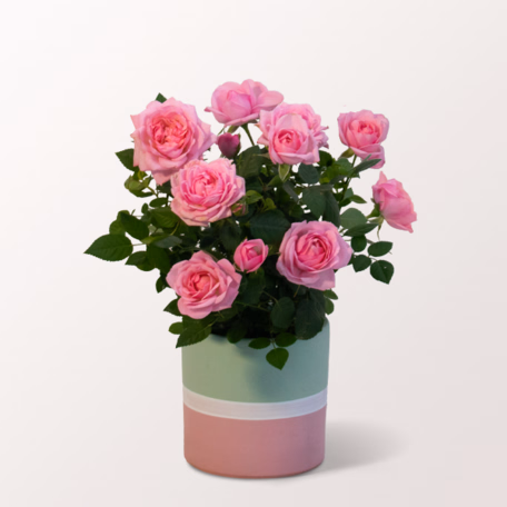 Light Pink Rose in a Modern Ceramic Pot