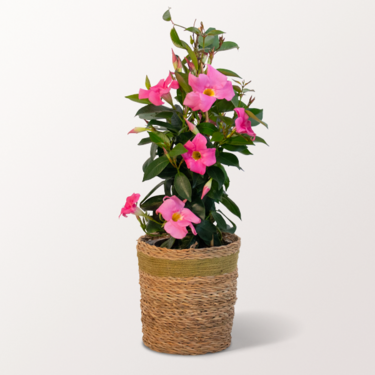 Dipladenia Pyramide