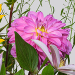Blumenstrauß Sonnentag mit Vase & Ferrero Giotto 3er