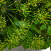 Blumenstrauß Sommergedicht mit Vase & Ferrero Giotto 3er