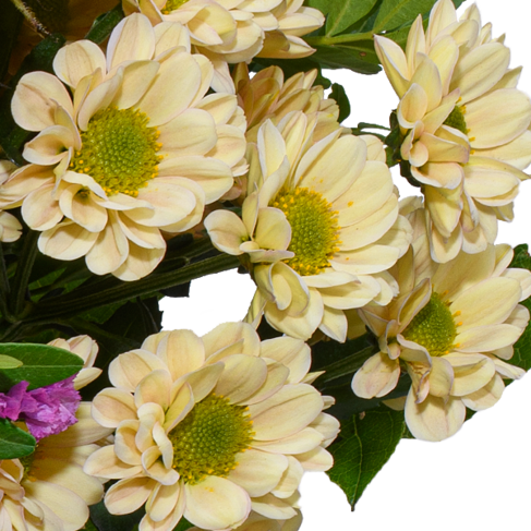 Flower Bouquet Sommergedicht mit vase & 3 Ferrero Giotto