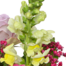 Blumenstrauß Sommerfreude mit Vase & Ferrero Giotto 3er
