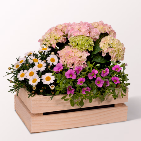 Garden Dream in a Wooden Box