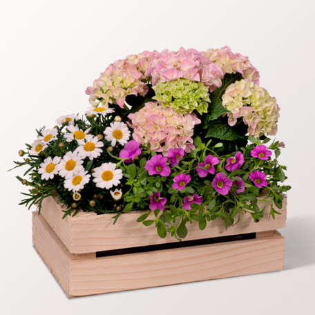 Garden Dream in a Wooden Box