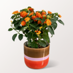 Oranges Wandelröschen im modernen Topf