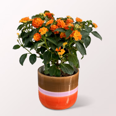 Oranges Wandelröschen im modernen Topf