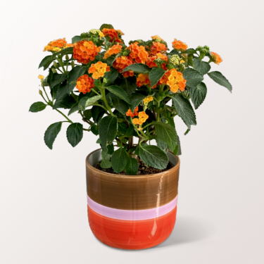 Oranges Wandelröschen im modernen Topf