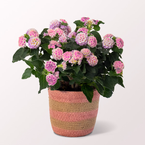 Pinkes Wandelröschen im hübschen Korb