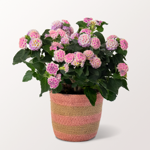 Pink Lantana in a Sweet Basket