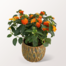 Orange Lantana in a Extraordinary Pot