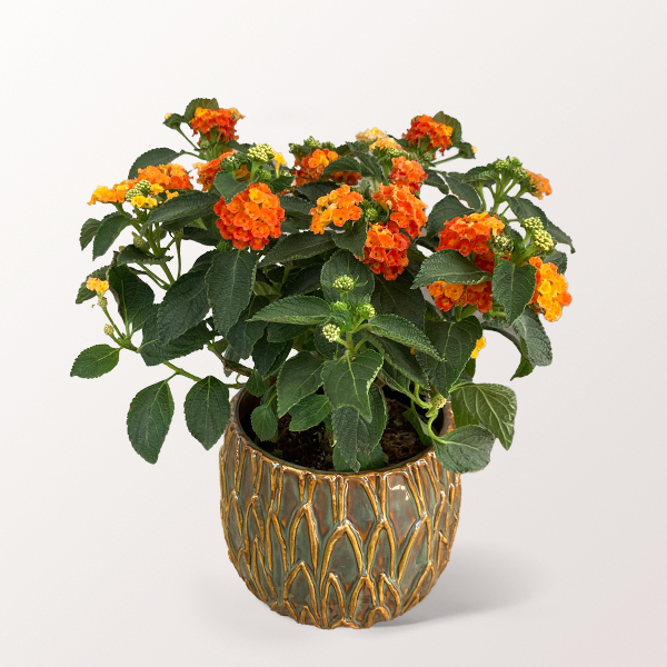 Orange Lantana in a Extraordinary Pot