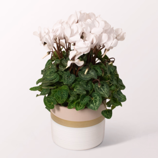 White Christmas Cyclamen