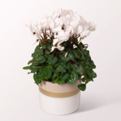 White Christmas Cyclamen