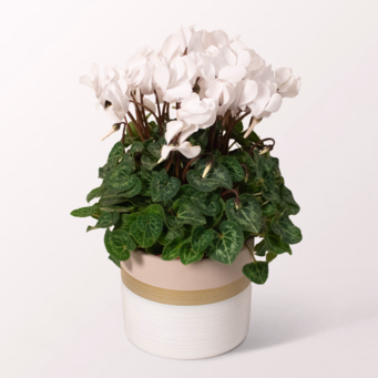 White Christmas Cyclamen