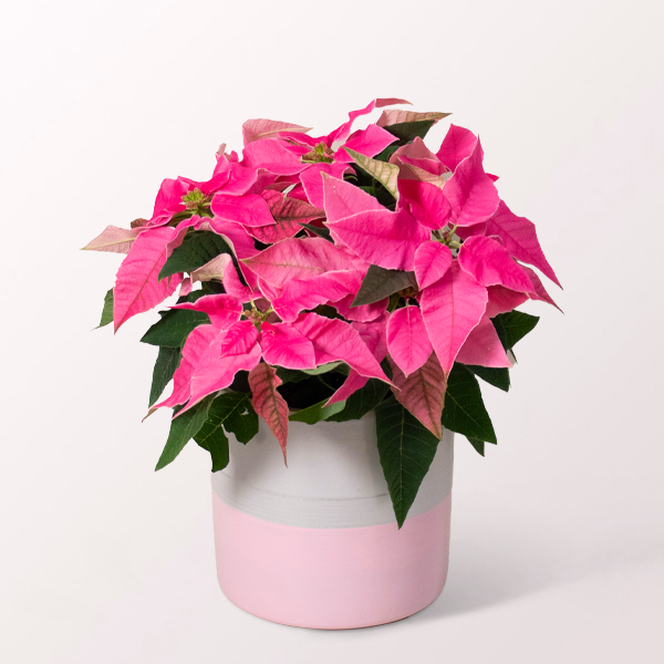 Pinker Weihnachtsstern
