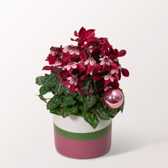 Rotes Weihnachts-Alpenveilchen