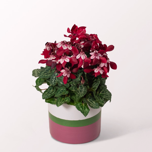 Red Cyclamen