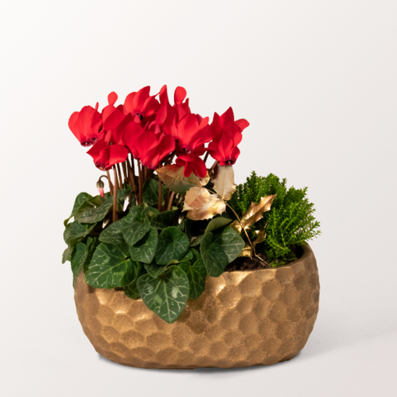 Arrangements Goldschimmer