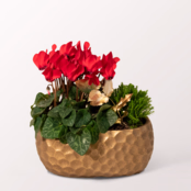 Arrangements Goldschimmer