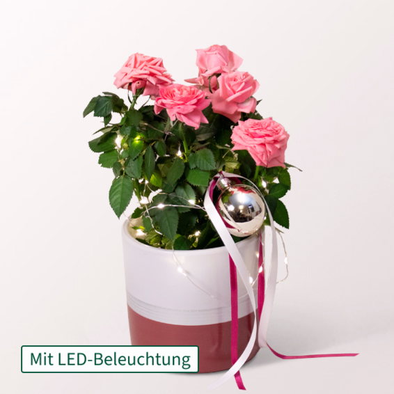 Rosa Rose mit Lichterkette