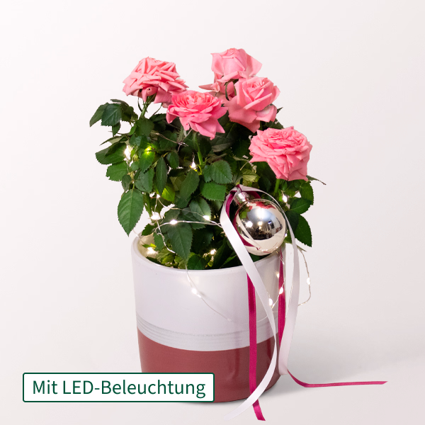 Rosa Rose mit Lichterkette