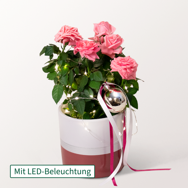Rosa Rose mit Lichterkette
