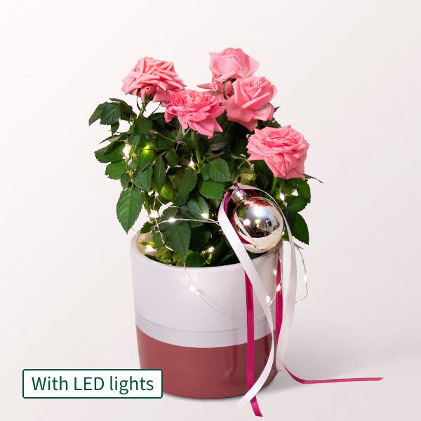Light Pink Rose with X-Mas lights