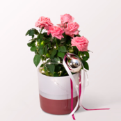 Light Pink Rose with X-Mas lights