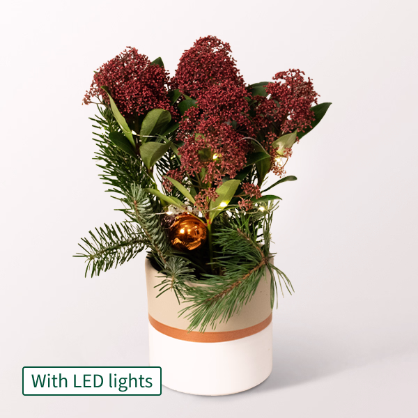 Red Christmas Skimmia with X-Mas lights